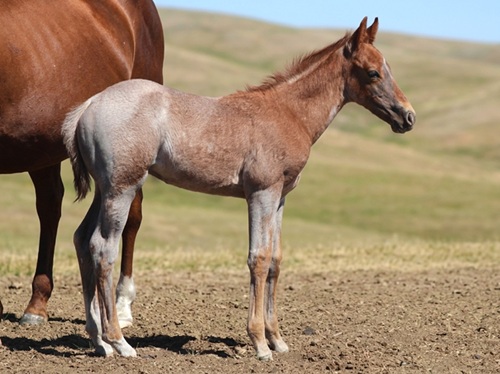 colt