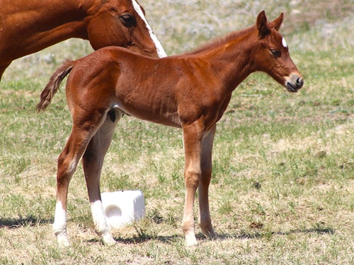 cats okalena colt