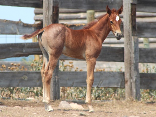 Foal by Metallic Mist