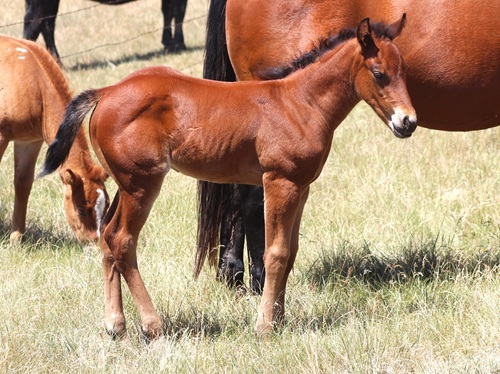 colt
