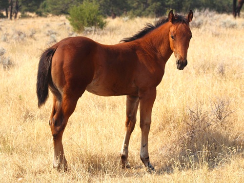 colt