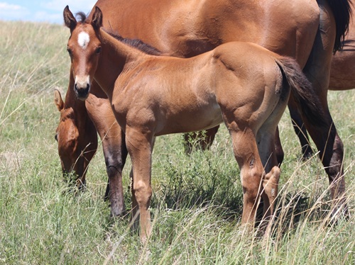 filly