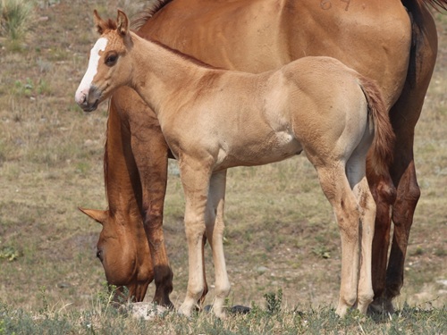 colt