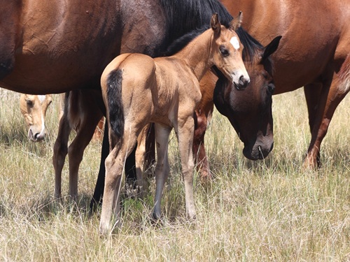 filly