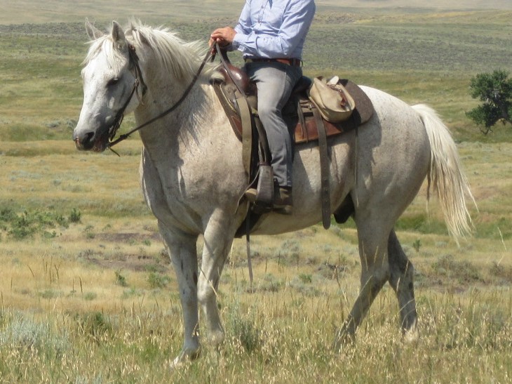 Colored Horse Ranch - Working Cow Horses for sale