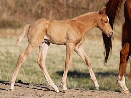expected foal