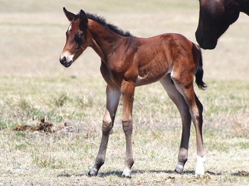 #20 colt