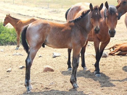 colt