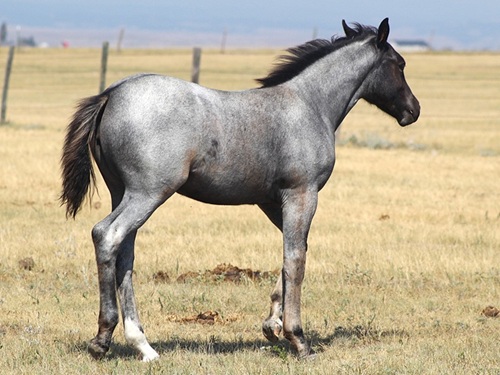 blue roan filly