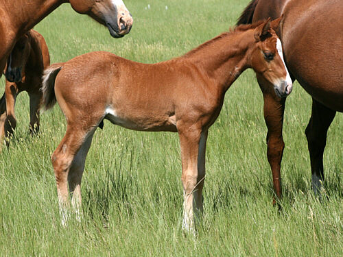 Horses for Sale - www.coloredhorseranch.com