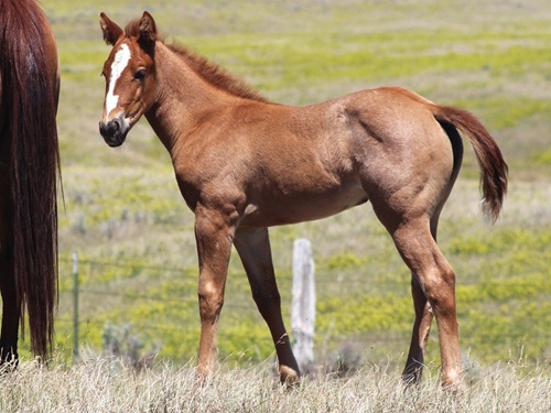 filly