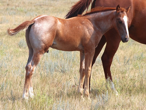 colt