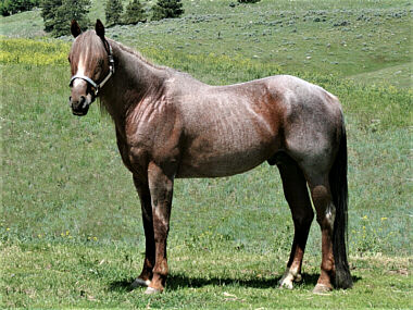 Colored Horse Ranch - Quarter Horses and Paints for sale