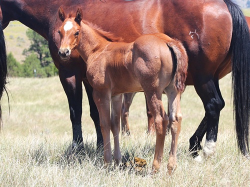 Foal by Two Timin Shiner